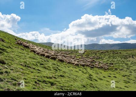 Auf der grünen Weide in der Nähe von Gaziantep, Türkiye, treiben Schafherden. Stockfoto