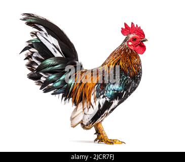 Seitenansicht eines Serama-Hahns, Huhn Stockfoto