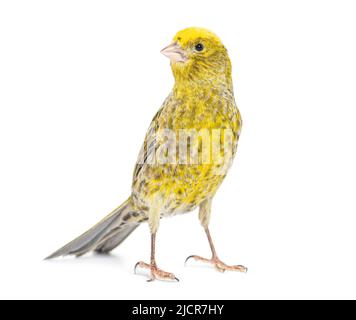 Canary Standing - Lizzard Mutation - isoliert auf weiß Stockfoto