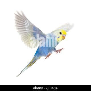 Seitenansicht des fliegenden Vogels von Budgerigar, blauer Regenbogen, isoliert auf Weiß Stockfoto