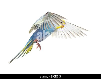 Seitenansicht des fliegenden Vogels von Budgerigar, blauer Regenbogen, isoliert auf Weiß Stockfoto