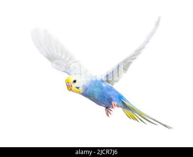 Seitenansicht des fliegenden Vogels von Budgerigar, blauer Regenbogen, isoliert auf Weiß Stockfoto