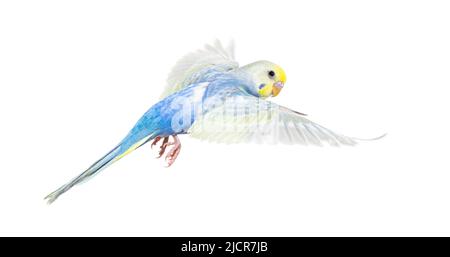 Seitenansicht des fliegenden Vogels von Budgerigar, blauer Regenbogen, isoliert auf Weiß Stockfoto