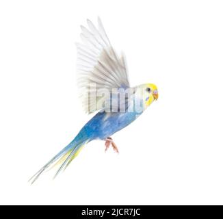 Seitenansicht des fliegenden Vogels von Budgerigar, blauer Regenbogen, isoliert auf Weiß Stockfoto