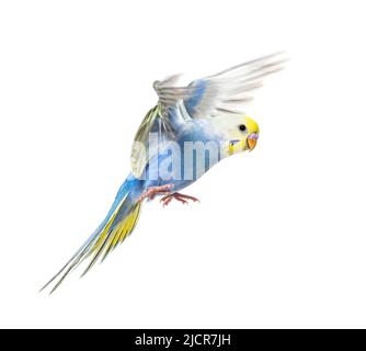 Seitenansicht des fliegenden Vogels von Budgerigar, blauer Regenbogen, isoliert auf Weiß Stockfoto