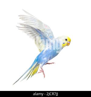 Seitenansicht des fliegenden Vogels von Budgerigar, blauer Regenbogen, isoliert auf Weiß Stockfoto