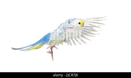 Seitenansicht des fliegenden Vogels von Budgerigar, blauer Regenbogen, isoliert auf Weiß Stockfoto