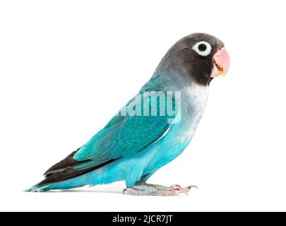 Seitenansicht eines Schwarzkehlchen-Lovebird – Agapornis Nigrigenis – Blaue Mutation Stockfoto