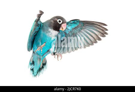 Schwarze, gefleckte Lovebird-Flügel verbreiten sich – Agapornis Nigrigenis – Blaue Mutation, isoliert auf Weiß Stockfoto