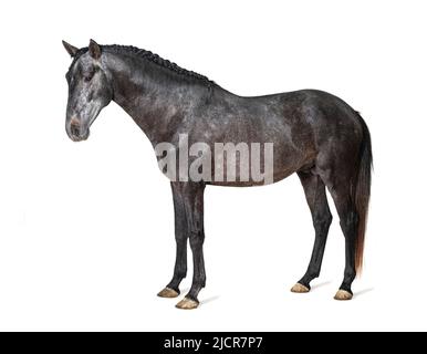 Profil Lusitano, portugiesisches Pferd, isoliert auf Weiß Stockfoto