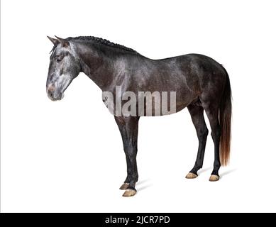 Profil Lusitano, portugiesisches Pferd, isoliert auf Weiß Stockfoto