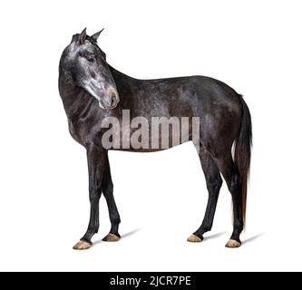 Profil Lusitano, portugiesisches Pferd, isoliert auf Weiß Stockfoto