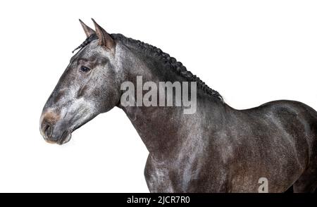 Kopfaufnahme eines Profils Lusitano, portugiesisches Pferd, isoliert auf weiß Stockfoto