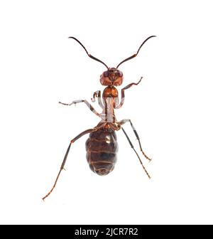 Rote Holzameise - Formica rufa oder südliche Holzameise, isoliert auf Weiß Stockfoto