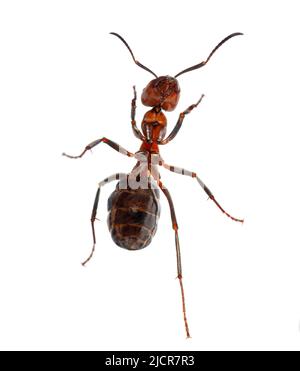Rote Holzameise - Formica rufa oder südliche Holzameise, isoliert auf Weiß Stockfoto