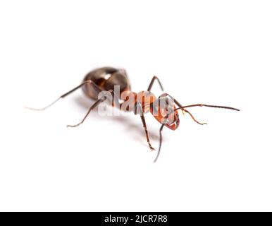 Rote Holzameise - Formica rufa oder südliche Holzameise, isoliert auf Weiß Stockfoto