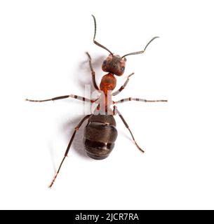 Rote Holzameise - Formica rufa oder südliche Holzameise, isoliert auf Weiß Stockfoto