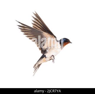 Scheune Swallow Fliegende Flügel ausgebreitet, Vogel, Hirundo rustica, fliegen vor weißem Hintergrund Stockfoto