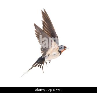 Scheune Swallow Fliegende Flügel ausgebreitet, Vogel, Hirundo rustica, fliegen vor weißem Hintergrund Stockfoto