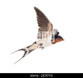 Schwalbe, Vogel, Hirundo rustica, fliegend vor weißem Hintergrund Stockfoto