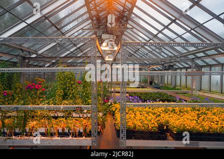 WASHINGTON, DC -26 MAR 2022- Blick auf das Orchideengewächshaus im Hillwood Estate Museum and Gardens, ehemaliges Herrenhaus von Marjorie Merriweather Post loc Stockfoto