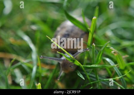 Helix asperra (Common Garden Snail) im Gras im britischen Garten Stockfoto