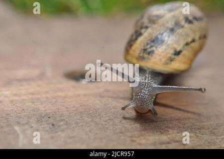 Helix aspera (Common Garden Snail) auf Holzdecking-Tafel im britischen Garten Stockfoto