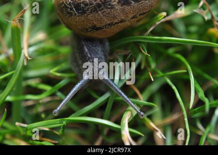 Helix asperra (Common Garden Snail) im Gras im britischen Garten Stockfoto