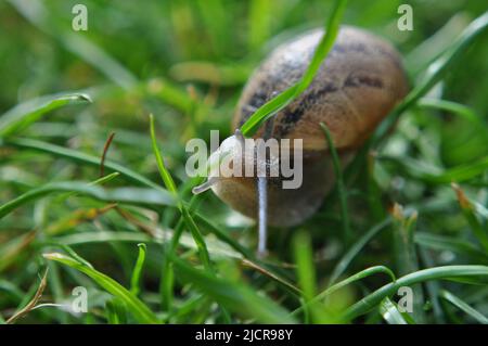 Helix asperra (Common Garden Snail) im Gras im britischen Garten Stockfoto