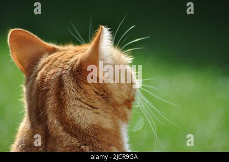 Die Rückansicht einer hübschen jungen Ingwer- und weißen Katze, die draußen auf einem Rasen sitzt Stockfoto