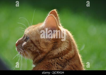 Die Rückansicht einer hübschen jungen Ingwer- und weißen Katze, die draußen auf einem Rasen sitzt Stockfoto