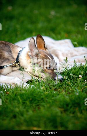 Porträt eines kleinen Welpen Husky Hund im Freien auf einer Decke Stockfoto