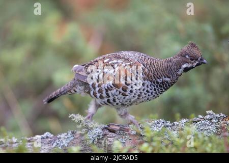 Haselhuhn (Tetrastes bonasia, Bonasa bonasia), Laufmännchen. Schweden Stockfoto