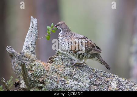 Haselhuhn (Tetrastes bonasia, Bonasa bonasia), männlich fressende Moorbeere (Vaccinium vitis-idaea). Schweden Stockfoto