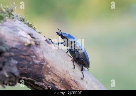 Europäischer Hirschkäfer (Lucanus cervius), weiblich auf einem Ast, Deutschland Stockfoto