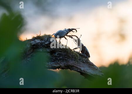 Europäischer Hirschkäfer (Lucanus cervius). Zwei Männchen kämpfen bei Sonnenuntergang. Deutschland Stockfoto