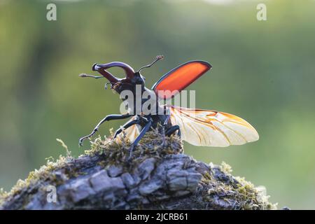 Europäischer Hirschkäfer (Lucanus cervius). Männchen mit ausgebreiteten Flügeln kurz vor dem Start. Deutschland Stockfoto