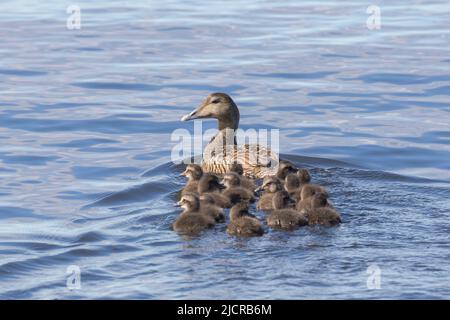 Gewöhnlicher Eider (Somateria mollissima). Weibchen mit Entchen, schwimmen. Island Stockfoto