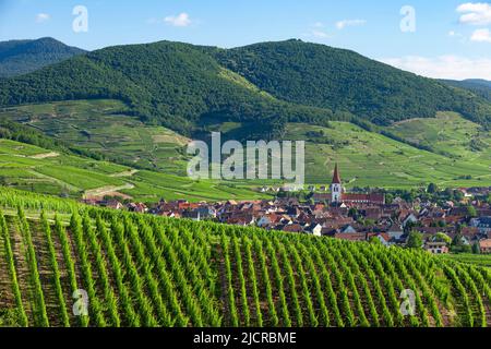 Dorf von Ammerschwihr, umgeben von Weinbergen des Grand Cru entlang der Wein Route, Elsass Haut-Rhin-Frankreich Stockfoto