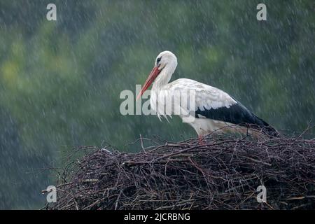 Weißer Storch (Ciconia ciconia). Ein erwachsener Storch steht auf seinem Nest und wartet auf das Ende eines Regenschauens. Deutschland Stockfoto