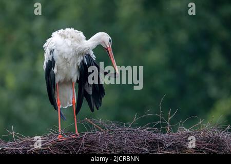 Weißer Storch (Ciconia ciconia). Erwachsene werden nach einer Regendusche genascht. Deutschland Stockfoto