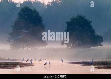 Graureiher (Ardea cinerea) und Silberreiher (Ardea alba) stehen im ersten Morgenlicht in einem See. Sachsen, Deutschland Stockfoto