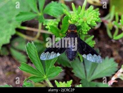 Bienenfliege (Anthrax anthrax), die ein Sonnenbad auf einem Blatt nimmt- Deutschland Stockfoto