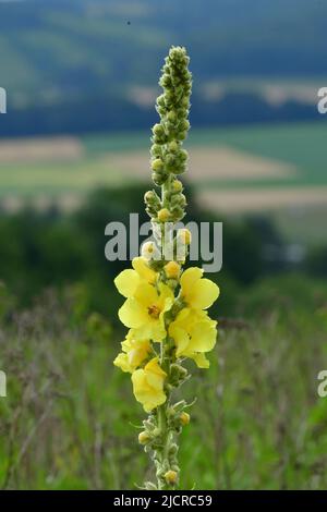 Dicht blühende Mullein (Verbascum densiflorum, Verbascum thapsiforme), blühend. Deutschland Stockfoto