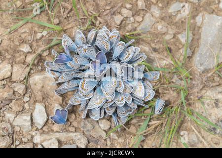 Gewöhnliches Blau (Polyommatus icarus). Viele Schmetterlinge auf nassem Boden. Deutschland Stockfoto