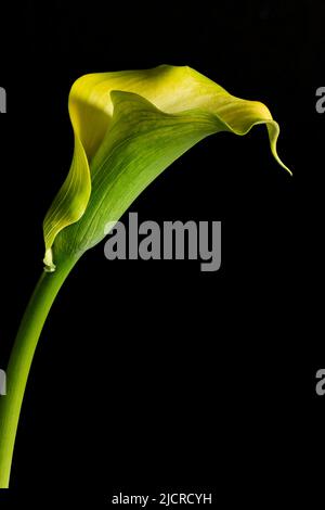 Eine einsame gelbe Calla Lily Blume, fotografiert vor einem schlichten schwarzen Hintergrund Stockfoto