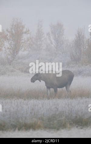 Europäischer Elch, Elch (Alces alces). Junger Bulle auf einem Moor im Nebel, Herbst, Jaemtland, Schweden Stockfoto