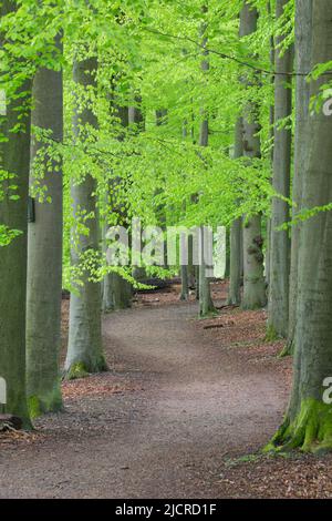 Buche (Fagus sylvatica), Weg durch den Wald im Frühjahr. Deutschland Stockfoto