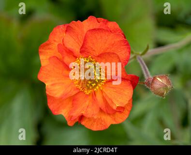 Eine wunderschöne orangefarbene Geum-Blume, fotografiert vor einem grünen Laubhintergrund Stockfoto