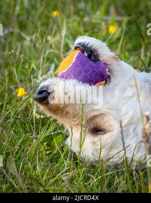 Nahaufnahme des Kopfes eines hellen Labradoodle-Hundes, der auf dem Rücken liegt und nach oben blickt, mit einer bunten Kugel im Mund Stockfoto